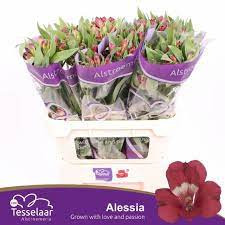Alstromeria Alessia70 sm Holland