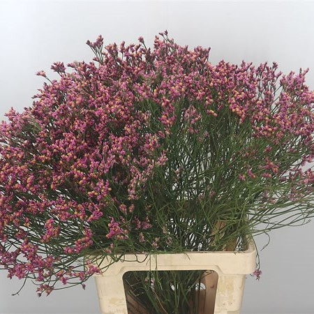 Limonium Mix