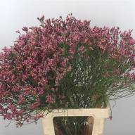 Limonium Mix - Limonium Sin Princess Dia Holland