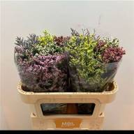 Limonium Mix - зображення_viber_2024-11-05_13-44-14-227