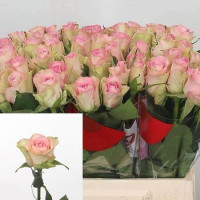 Rose Lovely Jewel 60 sm