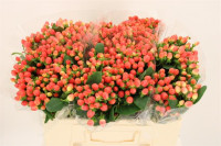 Hypericum Mag Roy Princess 60 cm X5