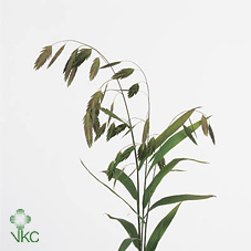 Chasmanthium Latifol