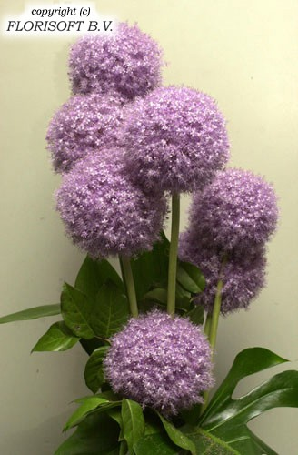 Alli Giganteum