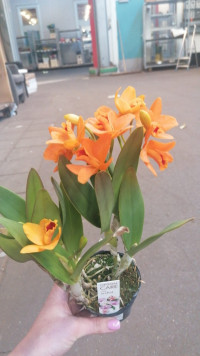 1-tak Cattleya Oranje 9/30