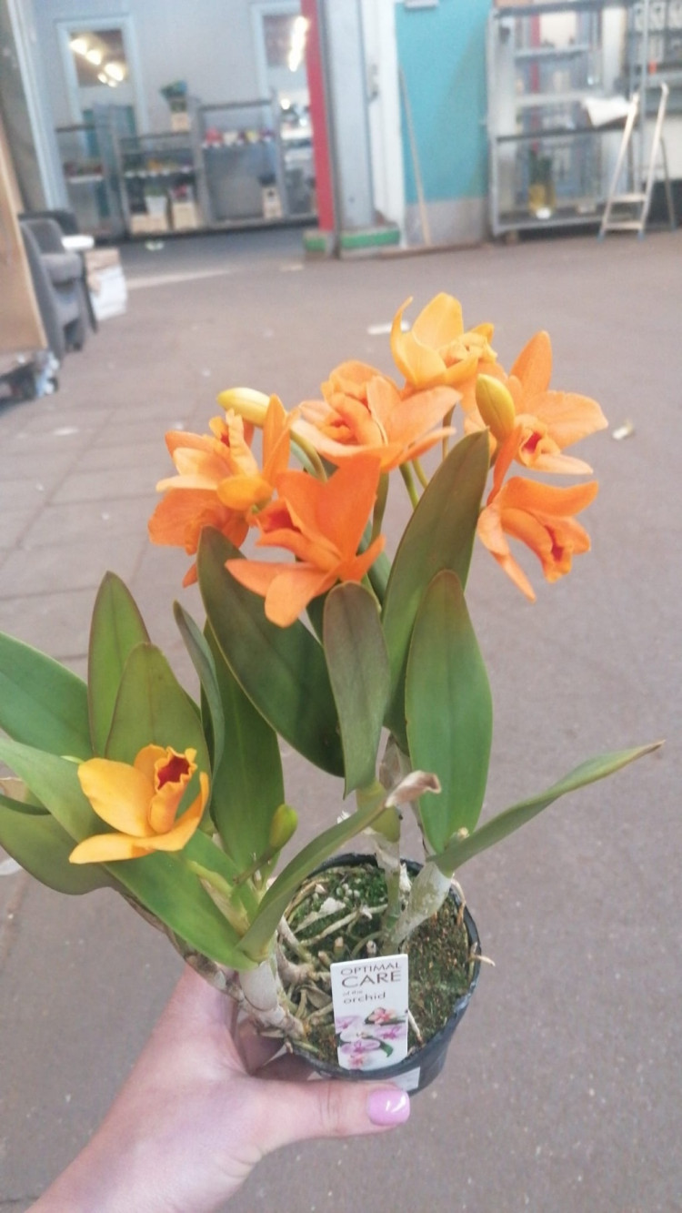 1-tak Cattleya Oranje 9/30