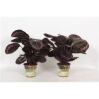Calathea Surprisestar Russia-decorum