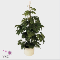 Cissus Mondaiana Hang