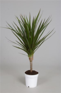 Dracaena Marginata 1 Stam