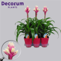 Guzmania Candy Roze-wit Luxe Keramiek (decorum)