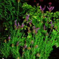 Lavandula Stoechas