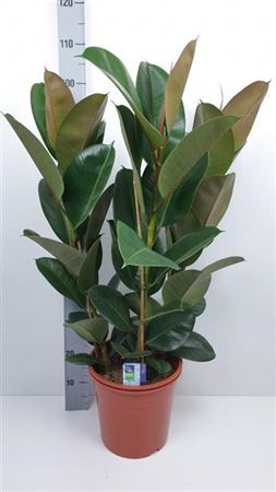Ficus El Robusta 27/140