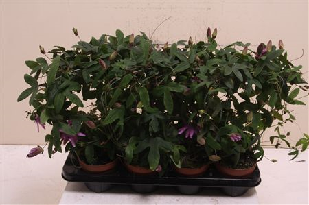 Passiflora (clock)