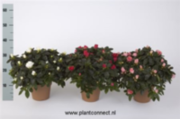 Rhodo Si Mix (clock)