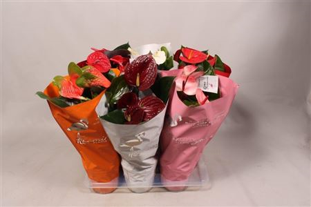 Anthurium Mix 17/45