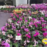Phal 1-tak Pannenkoek Mix 12/35 - зображення_viber_2025-05-23_13-14-21-724