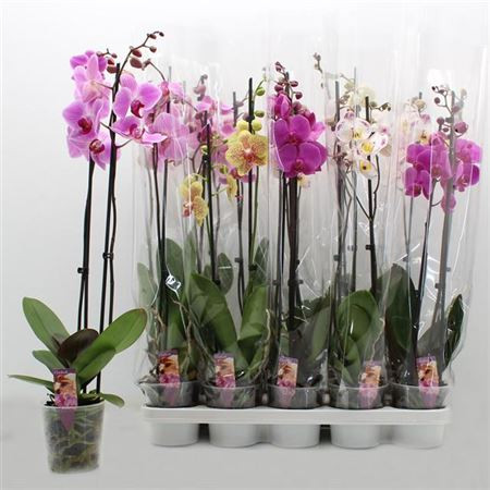 Phal 1-tak Pannenkoek Mix 12/35