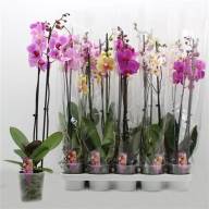 Phal 1-tak Pannenkoek Mix 12/35 - X384621_H_1
