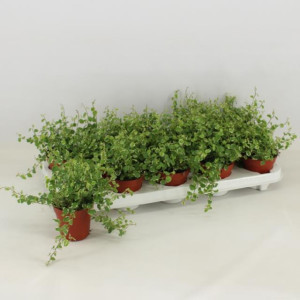 Ficus Cyat Compacta 17/71