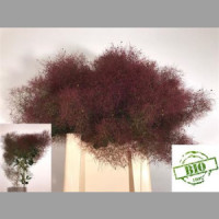 Cortaderia Selloan Pink