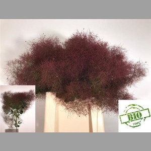 Cortaderia Selloan Pink