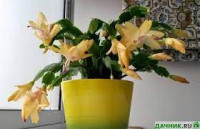 Schlumbergera Yellow 13/27