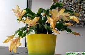Schlumbergera Yellow 13/27