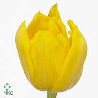 Rose Monte Carlo 70 sm