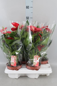 Anthurium Felicita 17/55