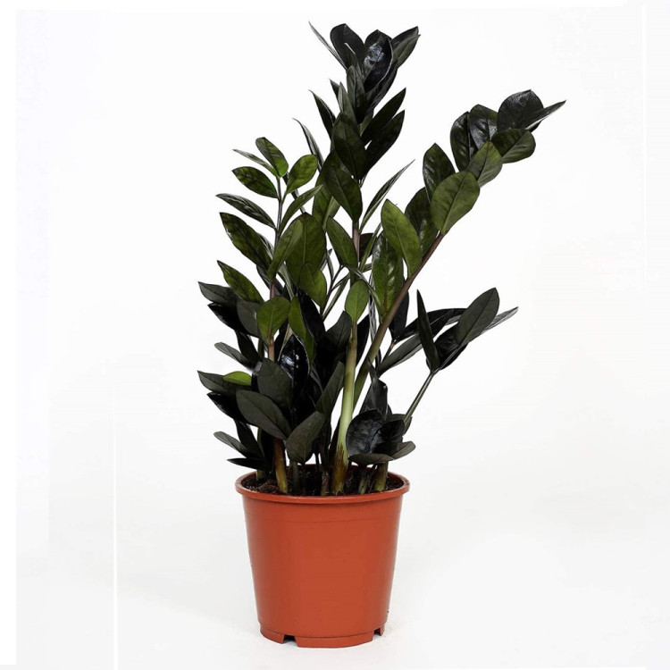 Zamioculcas Raven 14/50
