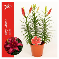 Lilium As Mix 13/47