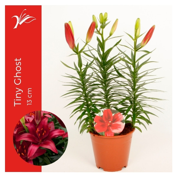 Lilium As Mix 13/47