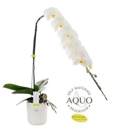 Phal Formidablo Mix 12/60