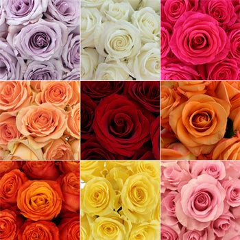 Special mix color 50/60/70 sm Ecuador