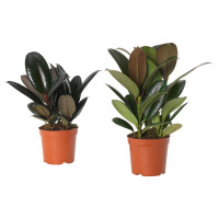 Ficus Elastic Exclusive 9/25