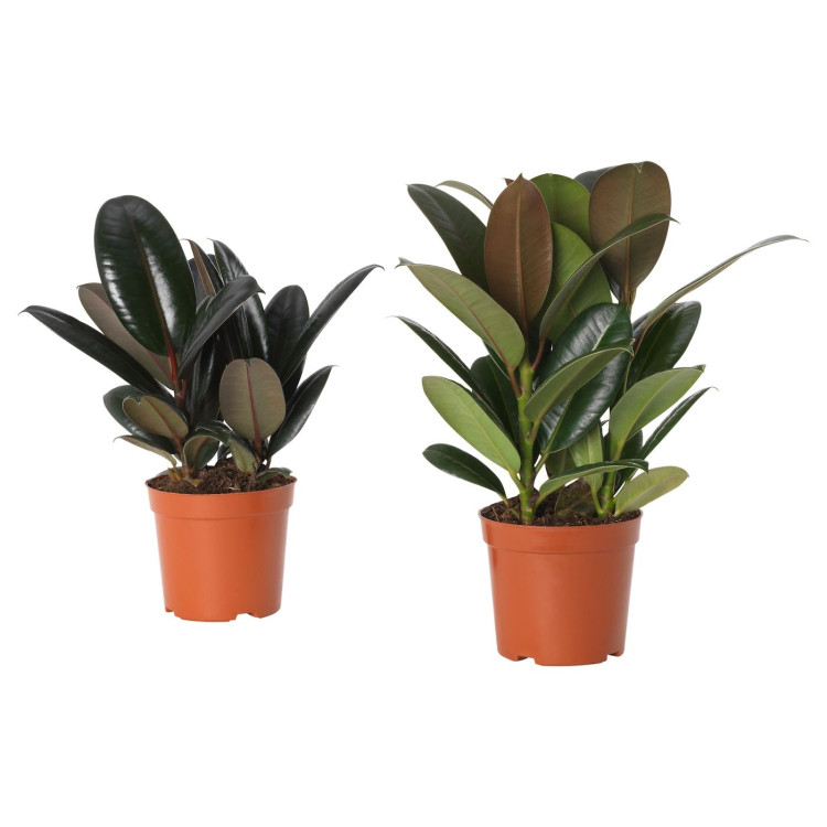 Ficus Elastic Exclusive 9/25