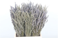 Lavender Ardeche Blu 12/32