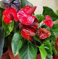 Anthurium Sierra Mag 14/45