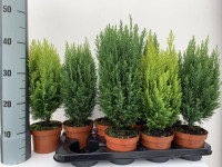Calluna Mix  23/24