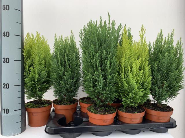 Calluna Mix  23/24