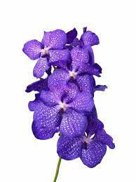 Vanda S Blue Magic