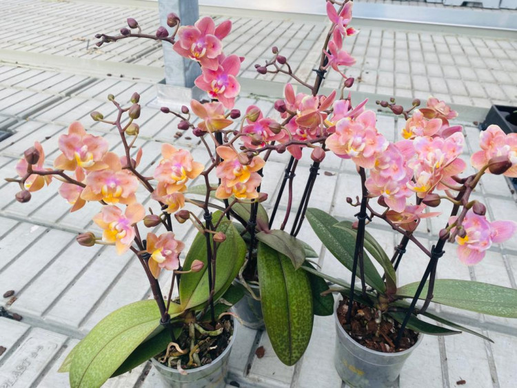 Phal Aromio Mutatie Butterfly Mix 12/35