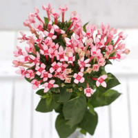 Bouvardia En Rosa X10