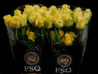 Rose Minion Rose 70 sm