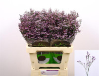 Limonium Safari Lilac Holland