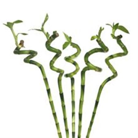 Drac S Lucky Bamboo