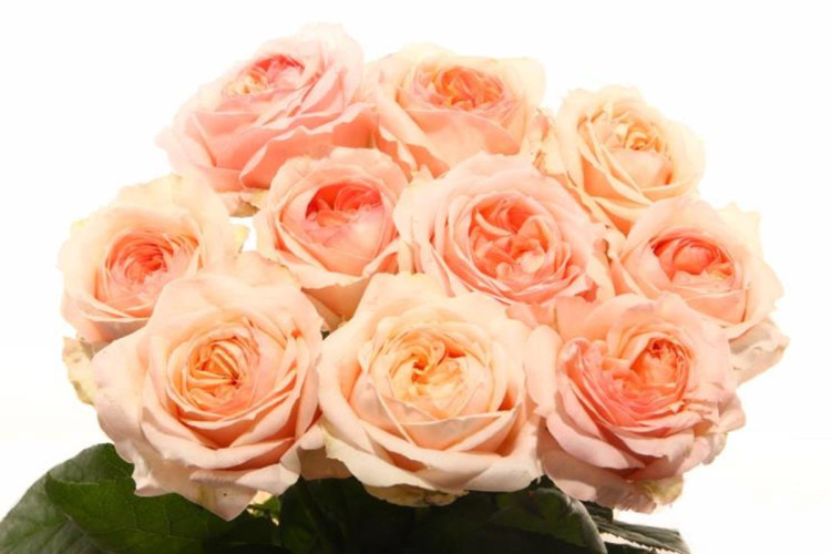 Rose Angie Romantica 50 sm
