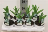 Alli Giganteum Wit