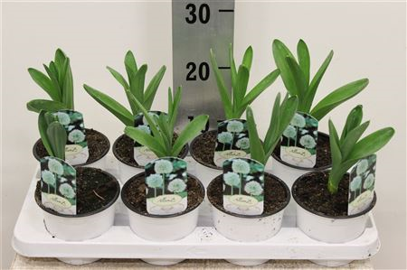 Alli Giganteum Wit