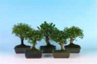 Bonsai Gemengd + Keramiek